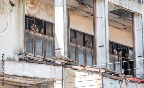 Photography Group of monkey family living on the old buildings in the downtown of Lopburi province, Thailand
