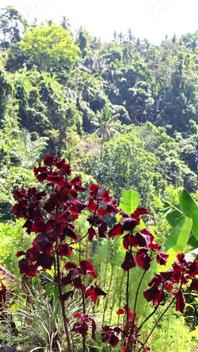 Deep red ornamental foliage with serrated leaves in lush Bali tropical hillside garden under bright midday sun, layered greenery, textured leaves, and vivid natural color
