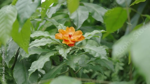 Orange flower blooming among lush green tropical foliage