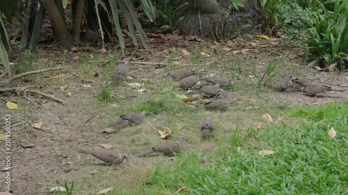 Flock of spotted doves feeding on the ground at Saigon Zoo and Botanical Gardens in Ho Chi Minh City Vietnam