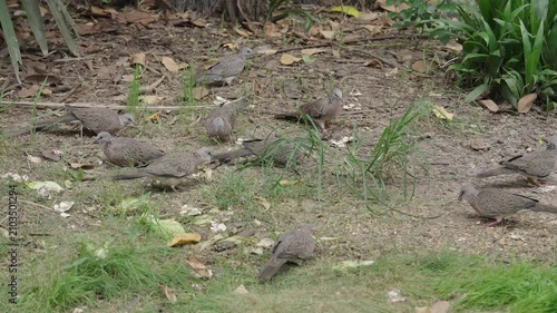 Flock of spotted doves feeding on the ground at Saigon Zoo and Botanical Gardens in Ho Chi Minh City Vietnam