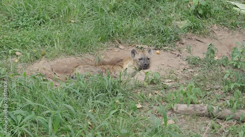Spotted hyena resting in natural habitat at Saigon Zoo and Botanical Gardens Ho Chi Minh City Vietnam