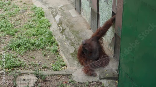 Bornean orangutan climbing near enclosure at Saigon Zoo and Botanical Gardens Ho Chi Minh City Vietnam