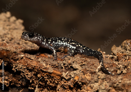 Alert Northern Slimy Salamander (Plethodon glutinosus) standing on a rotten log in an alert posture. It gets its name from a defensive behavior of producing copious slime when attacked by predators. 