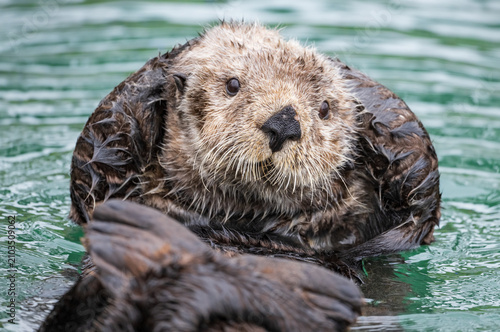 Sea Otter Swimming on Back in Water