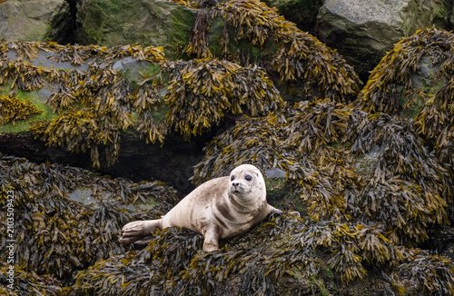 Harbor Seal on Rocks Covered with Kelp