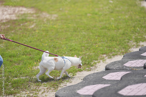Картината върху платно White dog on leash explores grassy path
