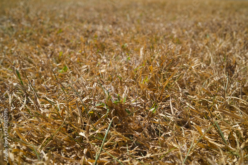 Quadro su tela Dry lawn, dry grass, heatwave, climate warming summer