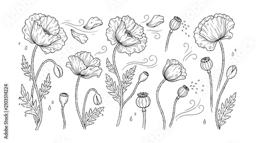 Fotografía 手描き風の美しいケシの花と蕾、葉、種子のモノクロ線画イラストセット。繊細な花びらと茎のディテールが特徴的な、自然の美しさを表現したベクター素材。