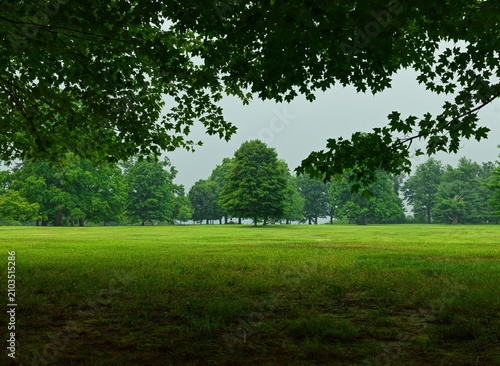 trees in the field