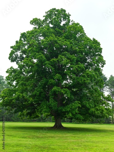 green tree in the park