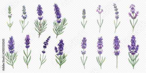 Foto Set of beautiful lavender flowers isolated on transparent background, showing different stages of bloom, with green leaves and purple petals