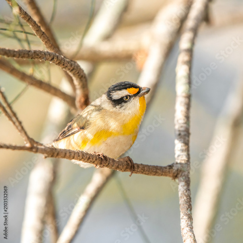 Striated Pardalote, other common names include pickwick, wittachew and chip-chip, with the scientific name being Pardalotus striatus.
