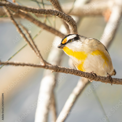 Striated Pardalote, other common names include pickwick, wittachew and chip-chip, with the scientific name being Pardalotus striatus.