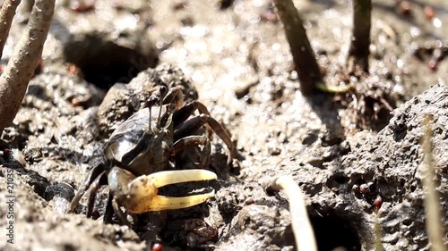 Fiddler Crab Emerging from Burrow: A close-up of a fiddler crab with its distinctive large claw emerging from its muddy burrow in a mangrove environment.
