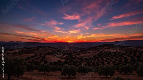 Golden sunset over a rolling olive grove in the countryside