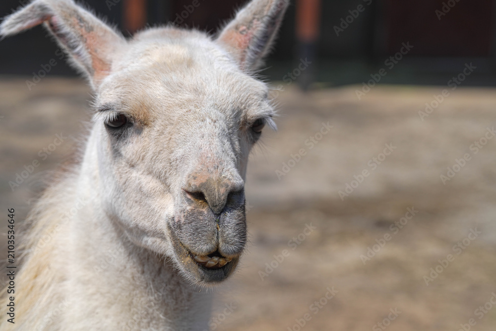 Fototapeta premium 盛岡動物公園