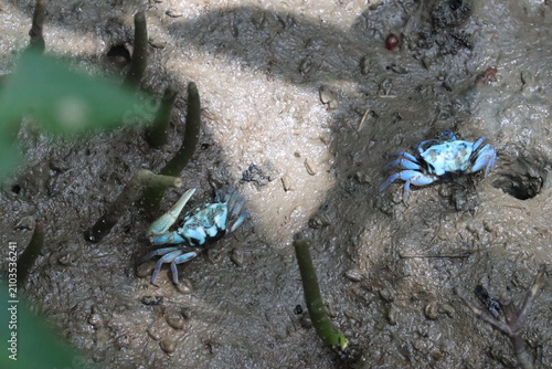 Photos Blue Crab Couple in Mangrove Mudflats: Two vibrant blue crabs, one with a raised claw, scuttle across the muddy terrain of a mangrove forest, surrounded by exposed roots