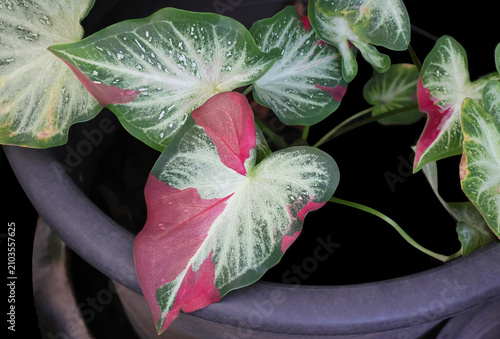 Caladium bicolor with vibrant red and green foliage in a flowerpot
