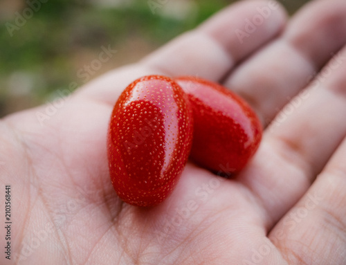 Foto 손바닥 위에 놓인 붉은 열매