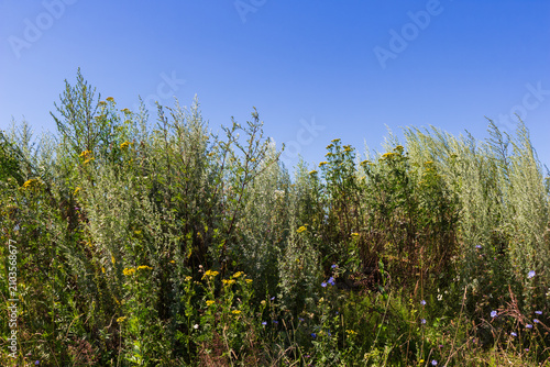Obraz na plátně Wild yellow tansy flowers and silver wormwood shrubs flourishing in a sunny summ