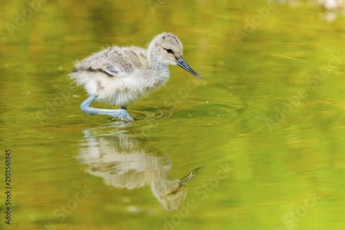 A small bird stands still in the water, its reflection clearly visible, Avocet, (Recurvirostra avosetta), France