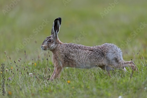 Anyone observing the behaviour of brown hares (Lepus europaeus) will notice recurring patterns of behaviour: after eating, they often stand on their haunches and stretch their bodies, Germany
