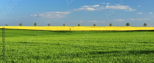 Panorama, cultural landscape in spring, green cornfield, flowering rape field and row of trees, blue sky with clouds, near Bad Kösen, Germany ( Sachsen-Anhalt)