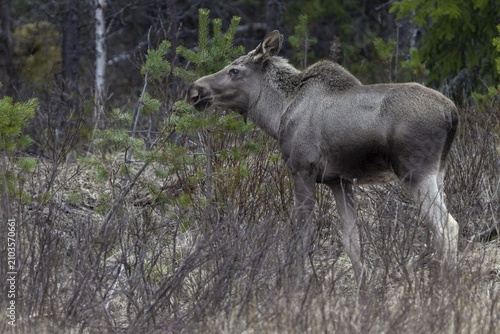 In May, the fresh green in central Sweden is still a long time coming, until then the moose calf (Alces alces) will have to make do with fresh shoots from trees, May, Sweden
