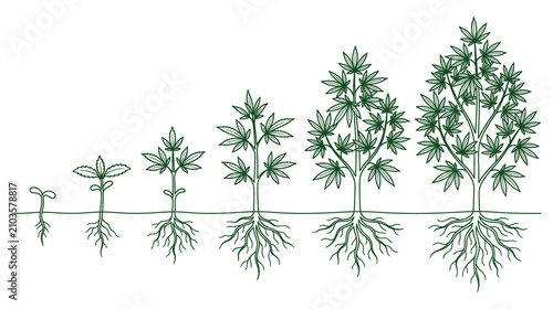 Fotografía Cannabis plant growth stages, from seedling to mature tree, root system