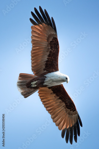 The brahminy kite, also known as the red-backed sea-eagle in India, is a medium-sized bird of prey in the family Accipitridae. The scientific name for the bird is Haliastur indus.