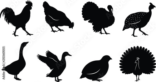Bild auf Leinwand Set of domestic and ornamental bird silhouettes including rooster, hen, turkey,