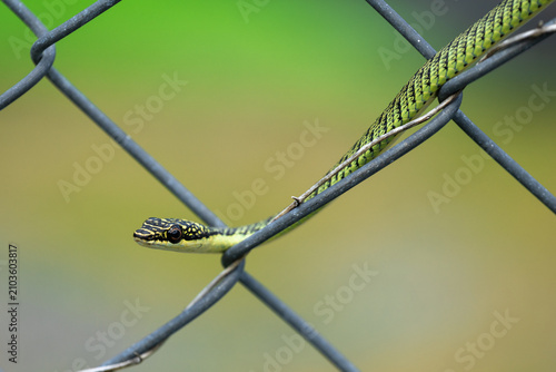 Close-up of a Painted Bronzeback (Dendrelaphis pictus) moving across a chain-link fence. Agile nonvenomous tree snake native to tropical forests and gardens of Southeast Asia.
