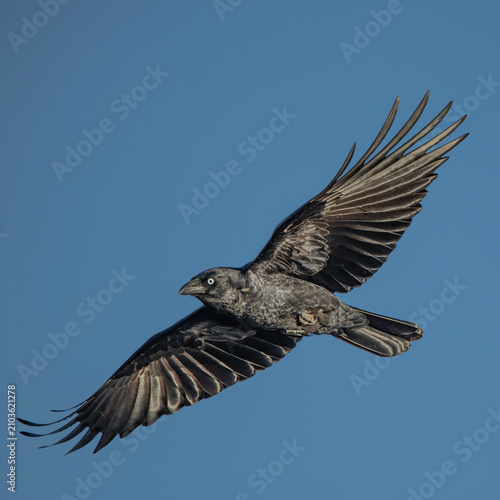 The Torresian crow, also called the Australian crow or Papuan crow, is a passerine bird in the crow family native to the north and west of Australia and nearby islands.