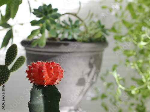 Selective focus of textured red cap cactus with green plants in the background with natural light and shadows for natural background.