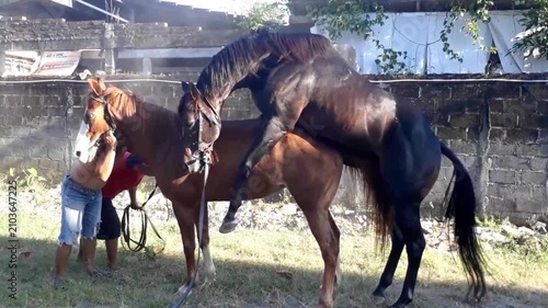 Horses Mating in a Rural Farm During Breeding Season