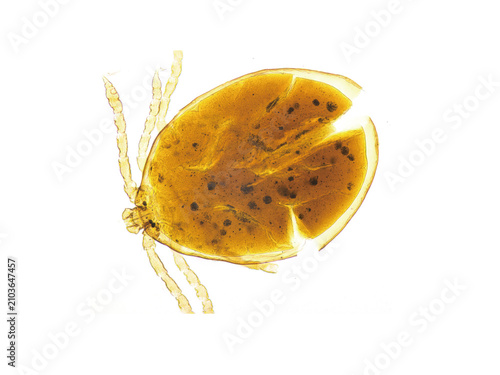 Foto Hard ticks are parasites that attach to a host; their bites are painless, and they can transmit bacterial, protozoal, and viral diseases such as Lyme disease, encephalitis, and tularemia