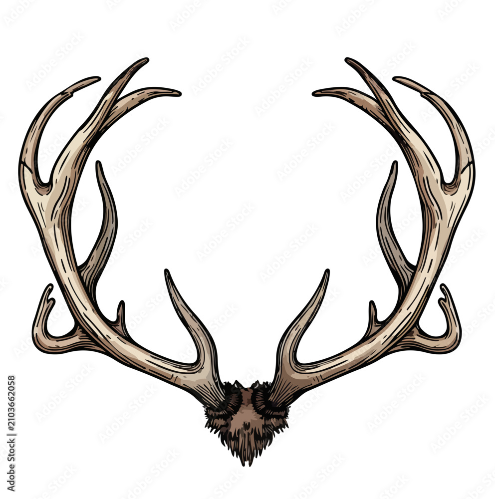 Obraz premium Realistic Deer Antlers Illustration 37