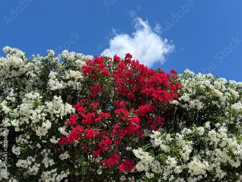Nerium Oleander shrub white and red blossoms against sky.