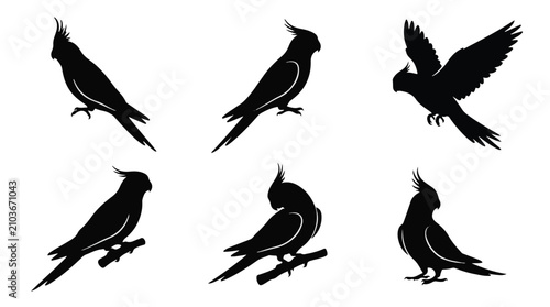 A set of six cockatiel bird in various poses silhouette vector illustration on a white background
