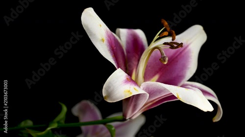 Vibrant pink and white lily flower on black background
