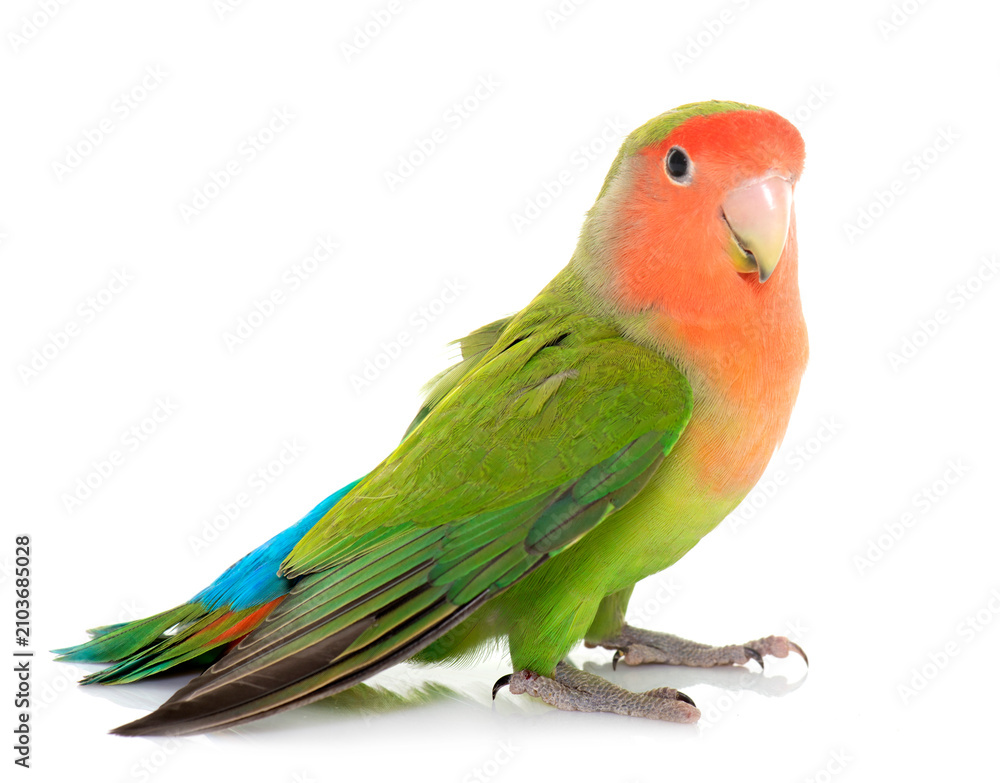 Obraz premium Peach faced Lovebird