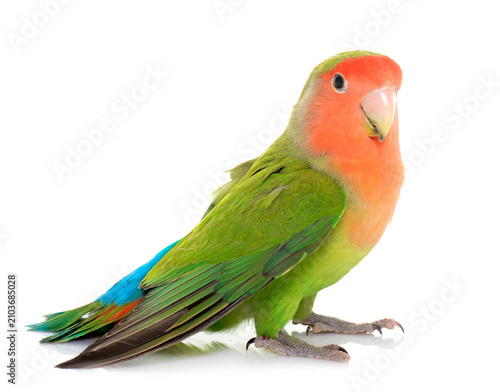 Peach faced Lovebird