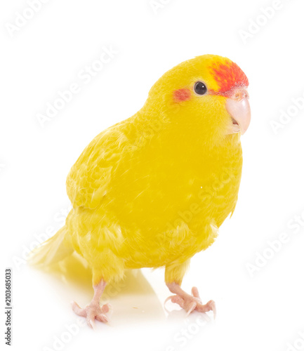 Bilde på lerret Red-fronted Kakariki parakeet