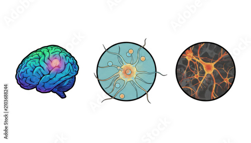 Brain and Neurons Science and Biology