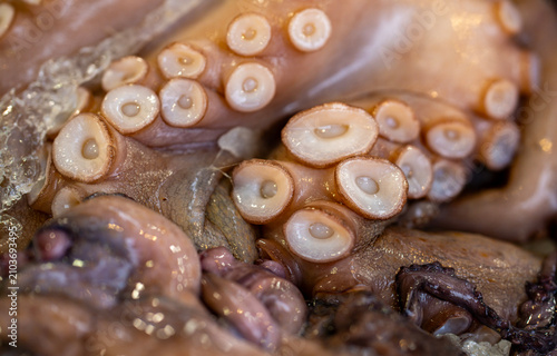Obraz na plátně Octopus on crushed ice