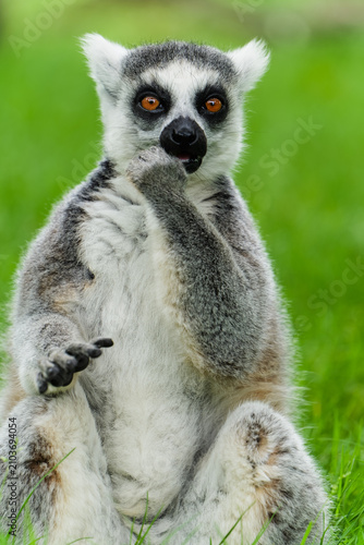 Fotografie A ring-tailed lemur that looks cute and silly, chewing on food