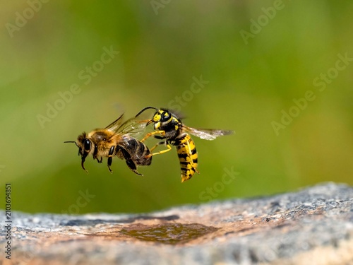 Canvastavla Sächsische Wespe (Dolichovespula saxonica)