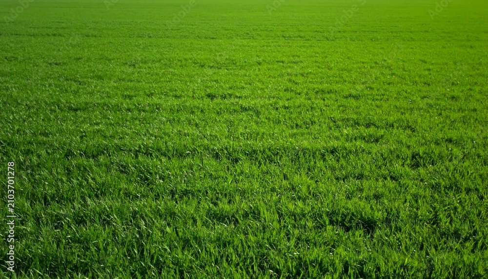 Fototapeta premium 草原 芝生 牧草地 新緑 雲海 曇り空 地平線 ローアングル 広大 自然 嵐の前触れ コントラスト プレースホルダー 背景素材 風景写真 緑 グリーン ダイナミック 被写界深度 前ボケ 雄大