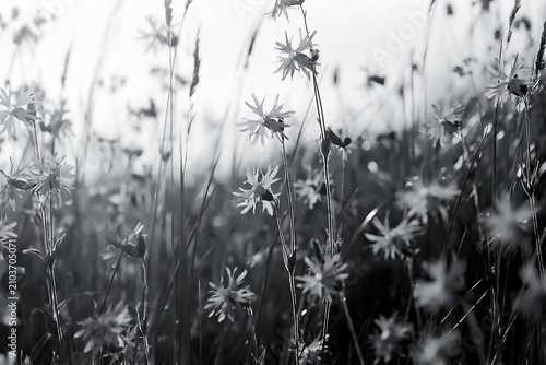 Ragged Robin Flowers in an Open Meadow During Springtime